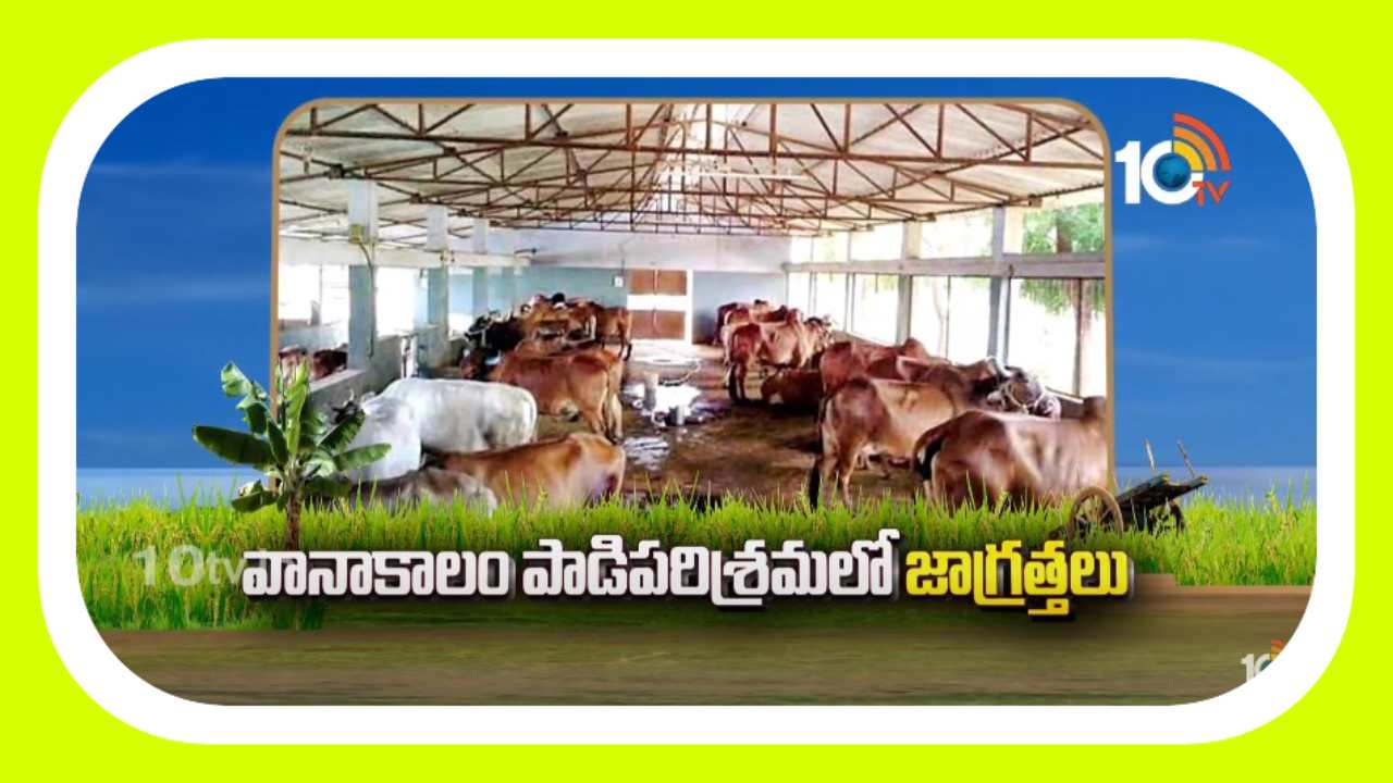 Dairy Farm : వానాకాలం పాడిపరిశ్రమలో జాగ్రత్తలు Dairy Farm : వానాకాలం పాడిపరిశ్రమలో జాగ్రత్తలు