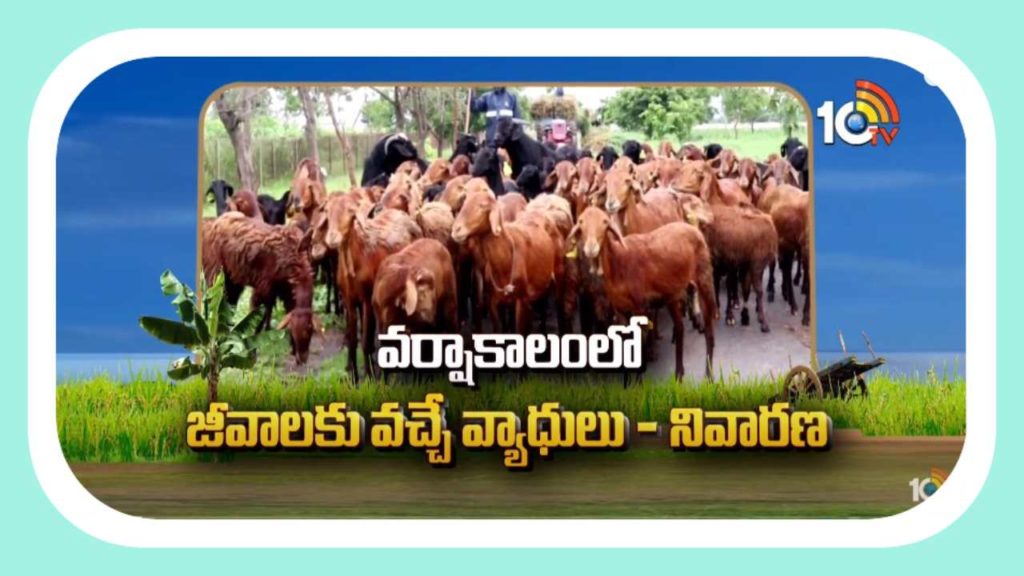 Diseases On Animals