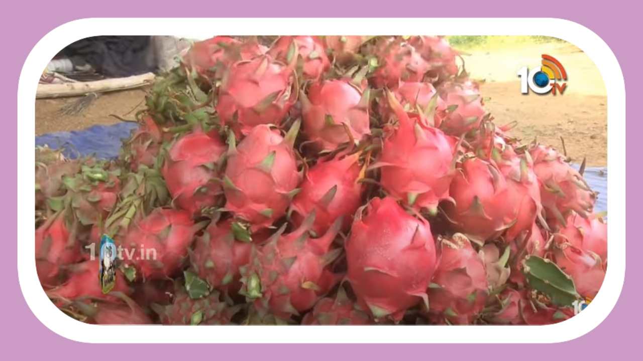 Dragon Fruit : అమెరికన్ బ్యూటీ డ్రాగన్ ఫ్రూట్ సాగు Dragon Fruit : అమెరికన్ బ్యూటీ డ్రాగన్ ఫ్రూట్ సాగు