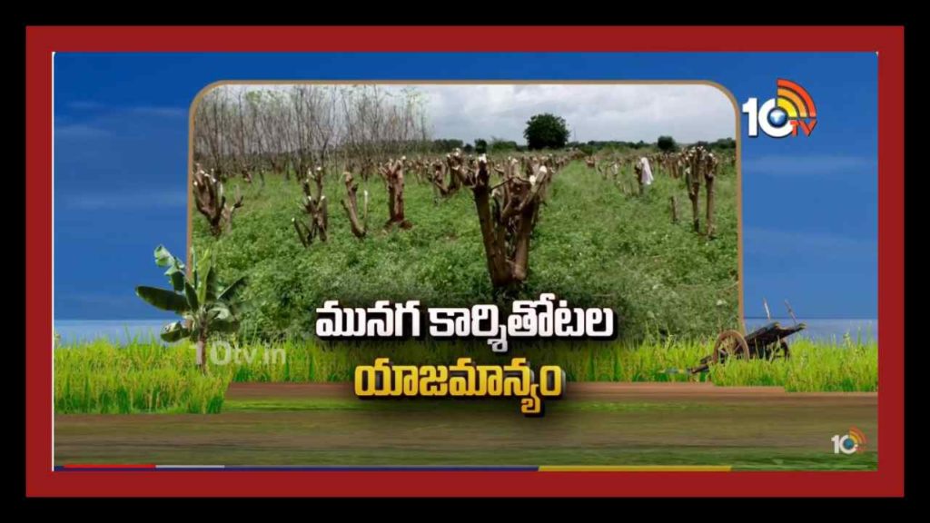 Drumstick Crop Cultivation