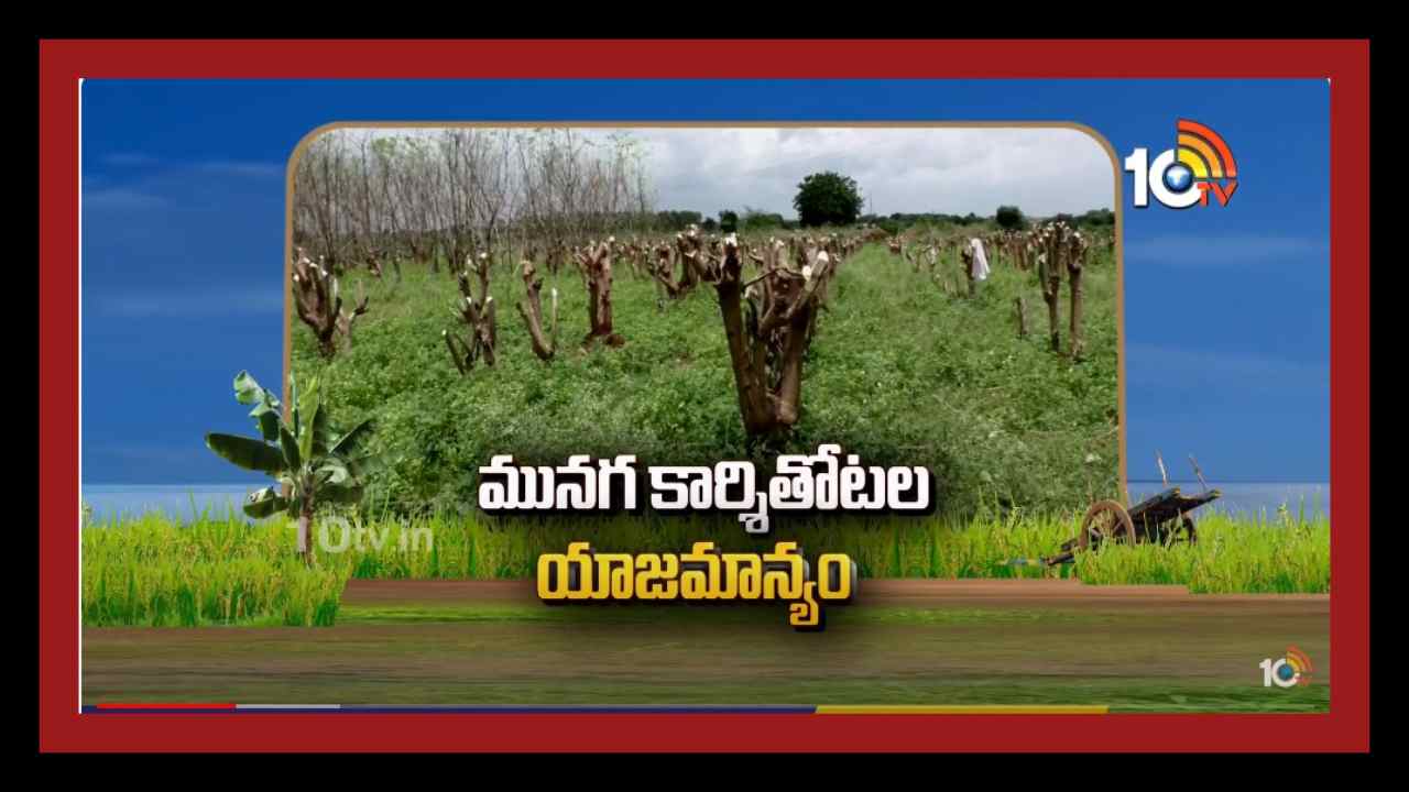 Drumstick Crop : మునగ కార్శీతోటల యాజమాన్యం Drumstick Crop : మునగ కార్శీతోటల యాజమాన్యం