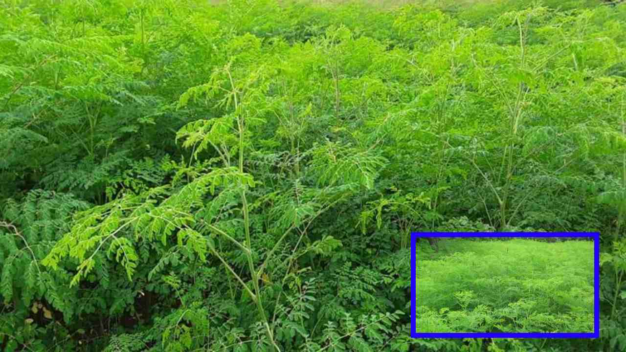 Drumstick Fodder : పశుగ్రాసంగా మునగ.. సాగు చేపట్టే విధానం Drumstick Fodder : పశుగ్రాసంగా మునగ.. సాగు చేపట్టే విధానం