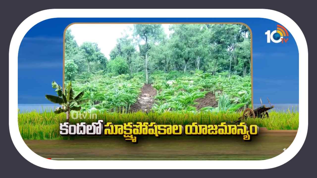 Elephant Yam : కంద పంటలో సూక్ష్మధాతు లోపాలు.. నివారణకు చేపట్టాల్సిన సమగ్ర యాజమాన్యం Elephant Yam : కంద పంటలో సూక్ష్మధాతు లోపాలు.. నివారణకు చేపట్టాల్సిన సమగ్ర యాజమాన్యం
