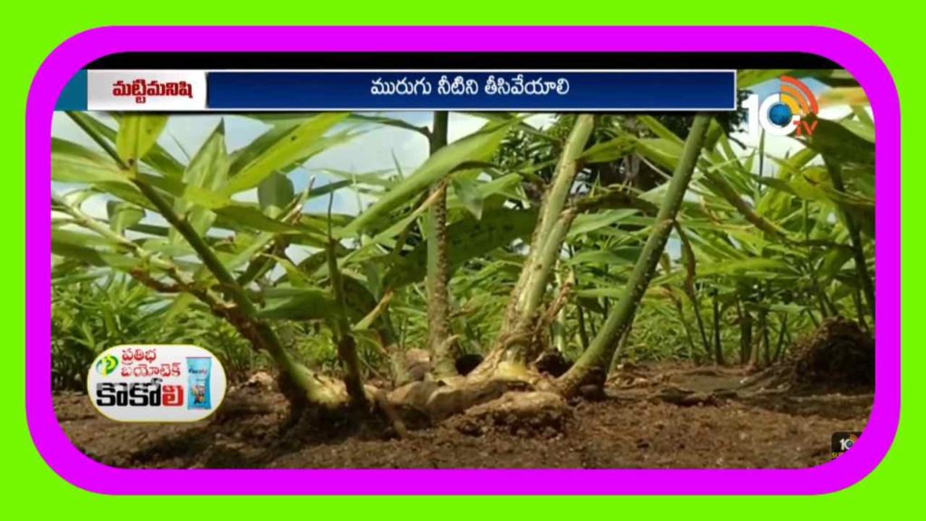 Ginger Crop