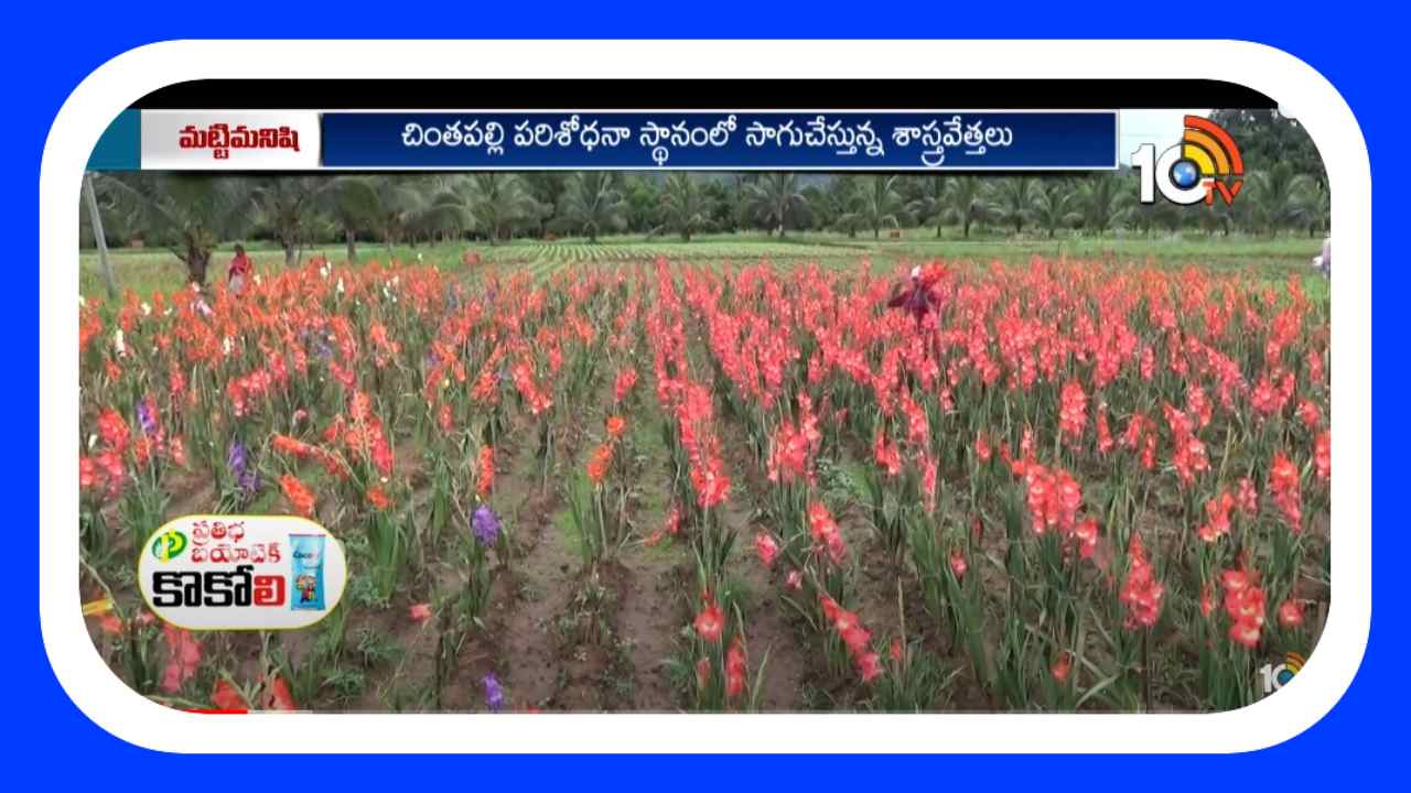 Gladiolus Flower Cultivation : గ్లాడియోలస్ పూలసాగులో అధిక దిగుబడుల కోసం మేలైన యాజమాన్యం Gladiolus Flower Cultivation : గ్లాడియోలస్ పూలసాగులో అధిక దిగుబడుల కోసం మేలైన యాజమాన్యం