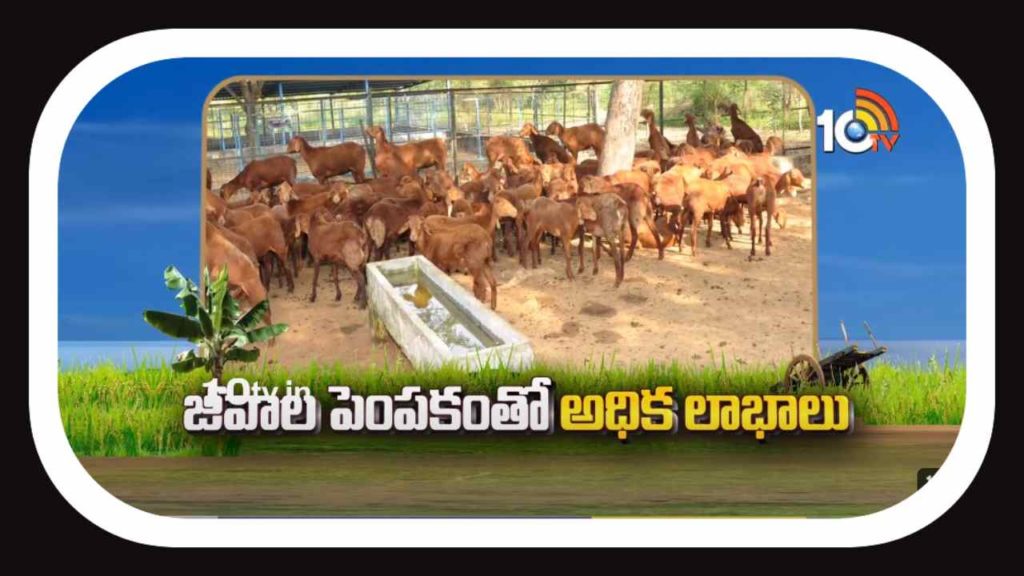 Goat and Sheep Farming