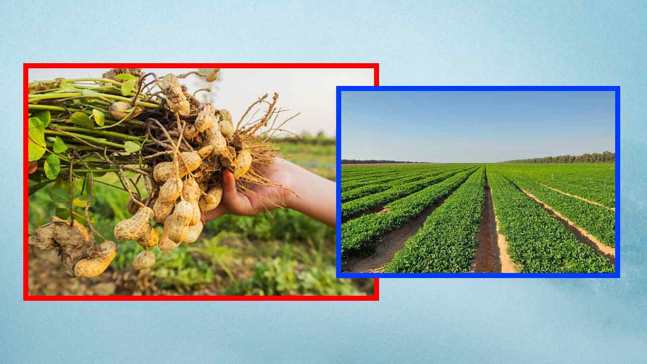 Groundnut Crop : వేరుశనగ పంటలో కాండం కుళ్ళు తెగులు నివారణ Groundnut Crop : వేరుశనగ పంటలో కాండం కుళ్ళు తెగులు నివారణ