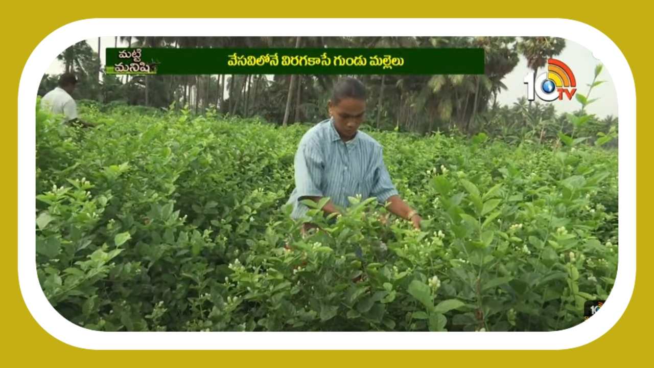 Gundu Mallesagu : గుండు మల్లెసాగుతో.. గుభాలిస్తున్న లాభాలు Gundu Mallesagu : గుండు మల్లెసాగుతో.. గుభాలిస్తున్న లాభాలు