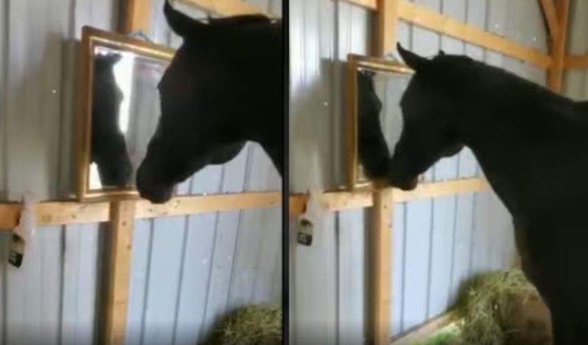 funny Horse Video : అద్దంలో చూసుకుని తెగ సిగ్గు పడిపోయిన గుర్రం .. అంత సిగ్గు దేనికో.. funny Horse Video : అద్దంలో చూసుకుని తెగ సిగ్గు పడిపోయిన గుర్రం .. అంత సిగ్గు దేనికో..
