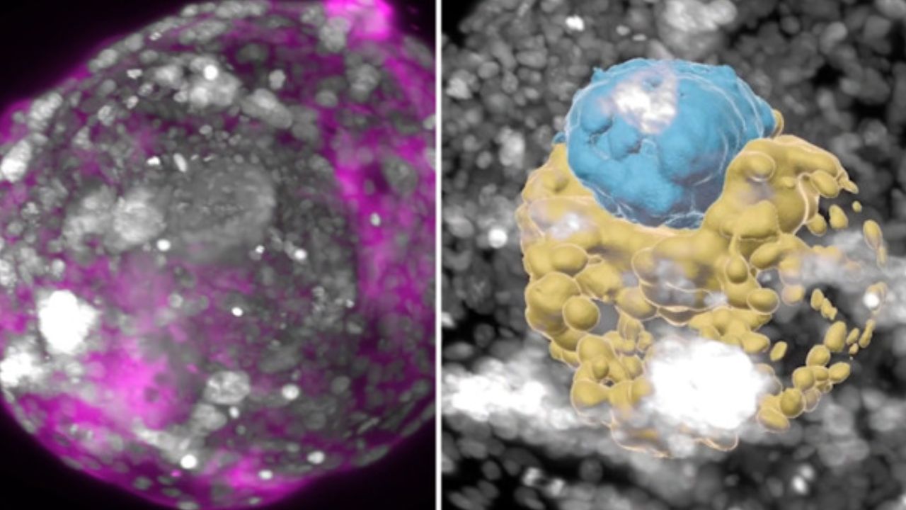 Human Embryo : కృత్రిమ పిండం.. స్త్రీ, పురుషుల కలయిక లేకుండానే పిండాన్ని సృష్టించారు, ఇజ్రాయెల్ శాస్త్రవేత్తలు అద్భుతం Human Embryo : కృత్రిమ పిండం.. స్త్రీ, పురుషుల కలయిక లేకుండానే పిండాన్ని సృష్టించారు, ఇజ్రాయెల్ శాస్త్రవేత్తలు అద్భుతం
