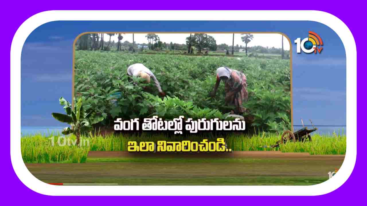Brinjal Farming : వంగతోటలకు మొవ్వు, కాయతొలుచు పురుగుల బెడద Brinjal Farming : వంగతోటలకు మొవ్వు, కాయతొలుచు పురుగుల బెడద
