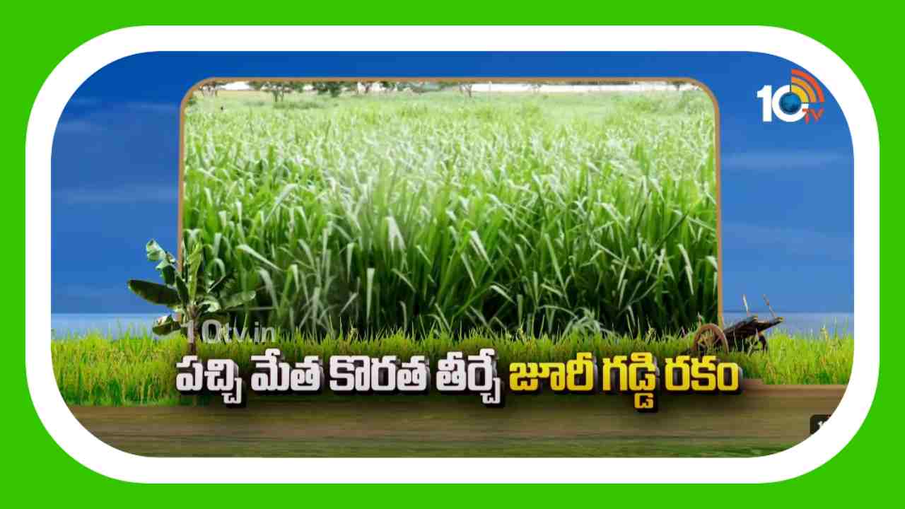 Fodder for Cattle : నూతన పశుగ్రాసం జూరీ.. ఒక్కసారి నాటితే 10 ఏళ్ల పాటు దిగుబడి Fodder for Cattle : నూతన పశుగ్రాసం జూరీ.. ఒక్కసారి నాటితే 10 ఏళ్ల పాటు దిగుబడి