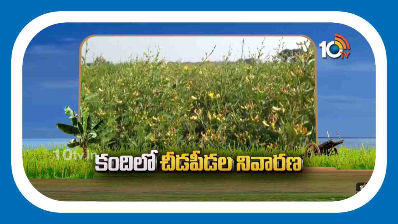 Kandi Cultivation : కందిలో పెరిగిన చీడపీడల బెడద.. నివారణకు సమగ్ర సస్యరక్షణ చర్యలు Kandi Cultivation : కందిలో పెరిగిన చీడపీడల బెడద.. నివారణకు సమగ్ర సస్యరక్షణ చర్యలు