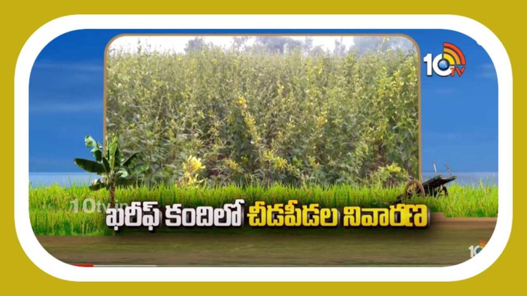 Kharif Kandi Cultivation