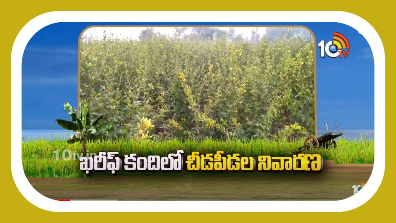 Kharif Kandi Cultivation : ఖరీప్ కందిలో పురుగుల ఉధృతి.. నివారిస్తేనే అధిక దిగుబడులంటున్న శాస్త్రవేత్తలు Kharif Kandi Cultivation : ఖరీప్ కందిలో పురుగుల ఉధృతి.. నివారిస్తేనే అధిక దిగుబడులంటున్న శాస్త్రవేత్తలు