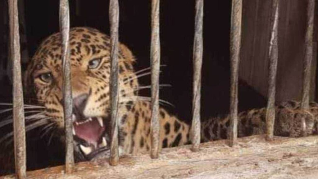 Leopard Attack