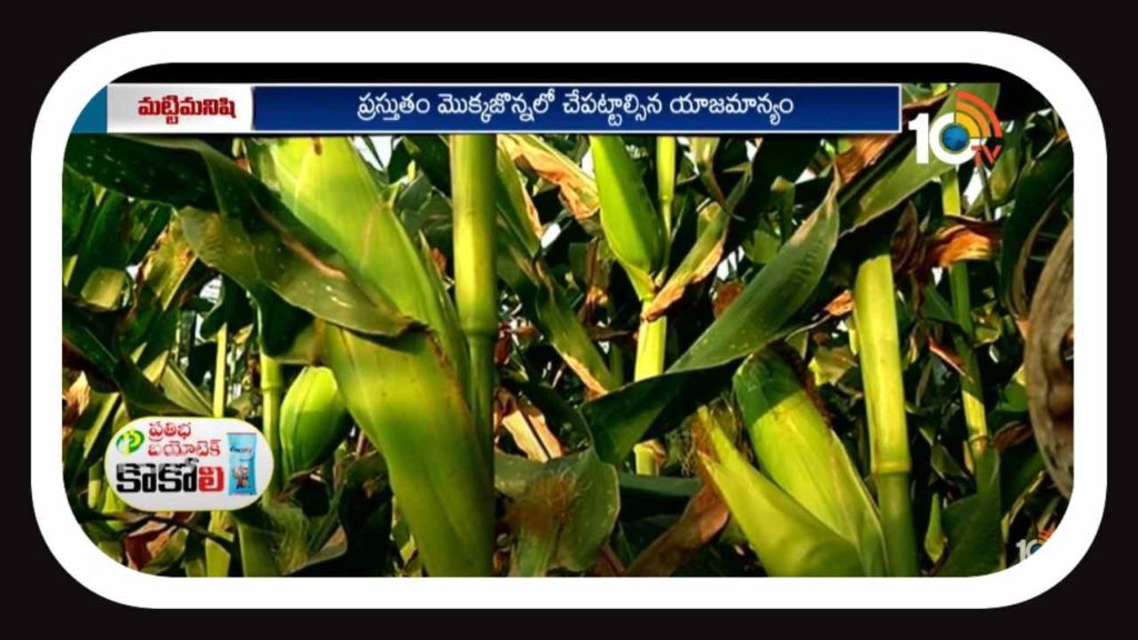 Maize Cultivation