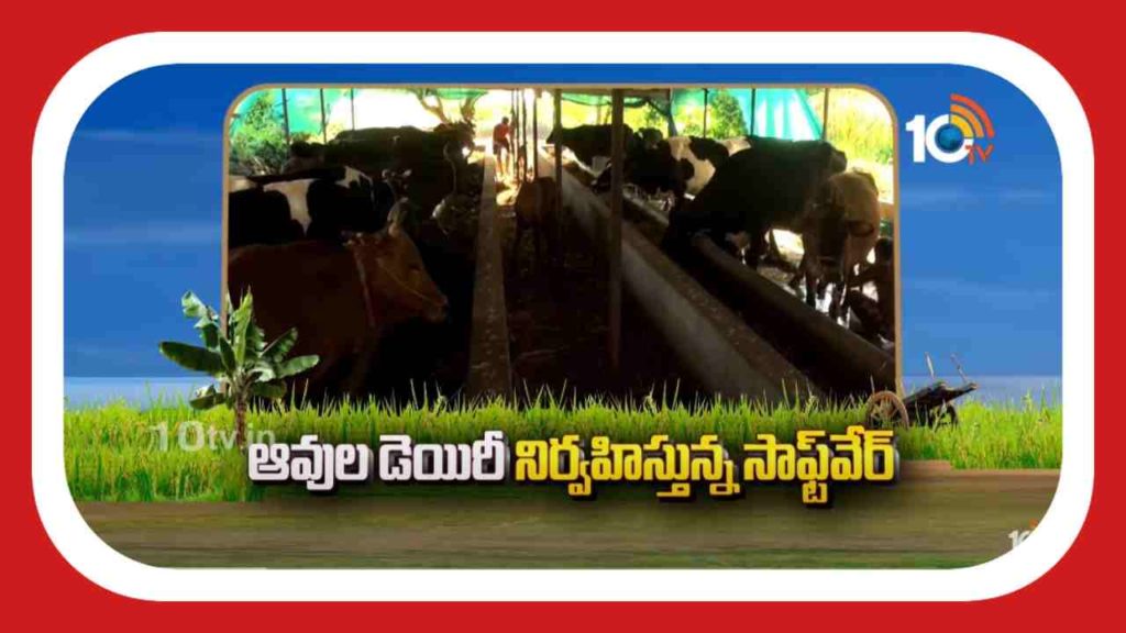 Managed Cow Dairy