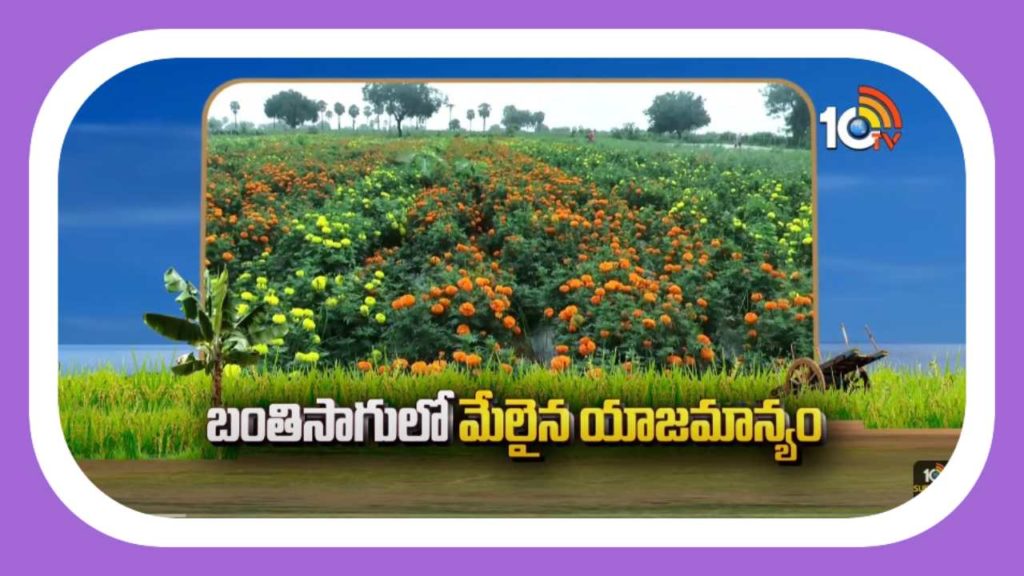 Marigold Cultivation