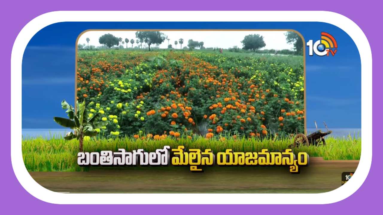 Marigold Cultivation : బంతిపూల సాగులో మేలైన యాజమాన్యం Marigold Cultivation : బంతిపూల సాగులో మేలైన యాజమాన్యం