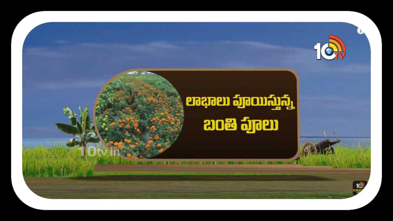 Marigold Flower Cultivation : లాభాలు పూయిస్తున్న బంతిపూలసాగు Marigold Flower Cultivation : లాభాలు పూయిస్తున్న బంతిపూలసాగు