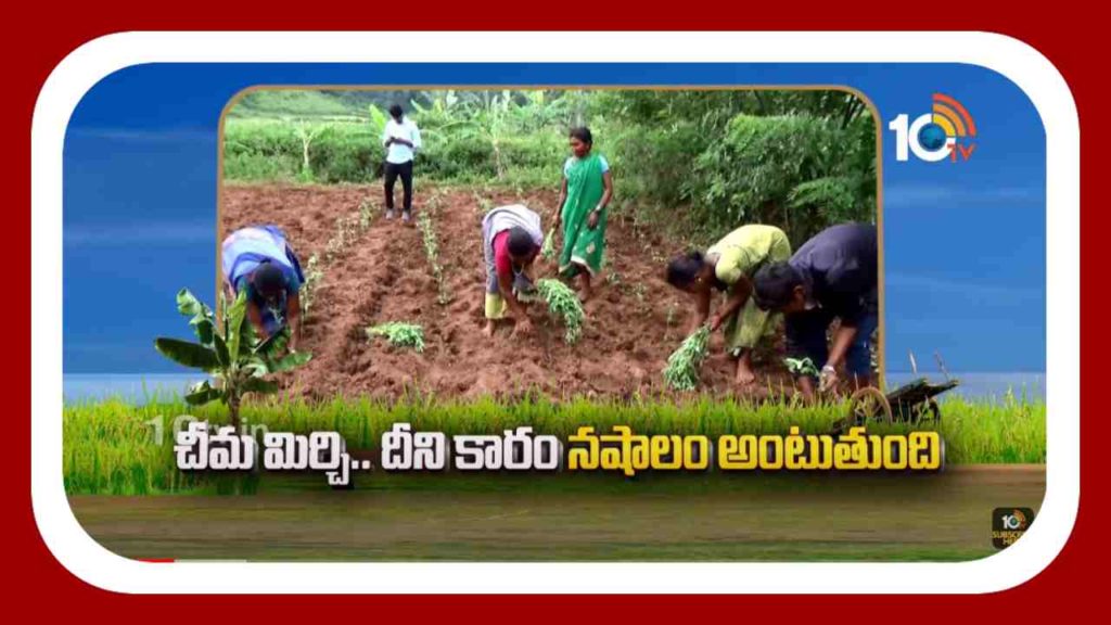 Mirchi Crop