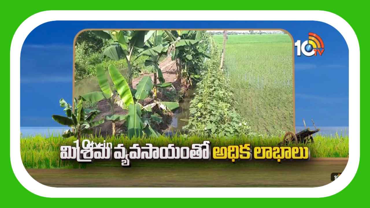 Mixed Farming : ఒకే పంట విధానం కన్నా మిశ్రమ వ్యవసాయంతో అధిక లాభాలు.. Mixed Farming : ఒకే పంట విధానం కన్నా మిశ్రమ వ్యవసాయంతో అధిక లాభాలు..