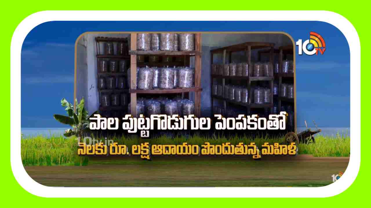 Mushroom Cultivation : రూ. 10 వేలతో పుట్టగొడుగుల పెంపకం.. నెల నెల సాఫ్ట్ వేర్ జీతం Mushroom Cultivation : రూ. 10 వేలతో పుట్టగొడుగుల పెంపకం.. నెల నెల సాఫ్ట్ వేర్ జీతం