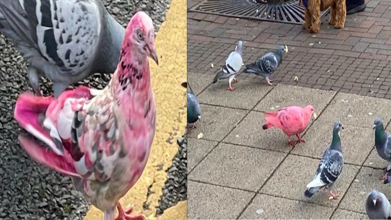 Pink Pigeon : ఆశ్చర్యపరుస్తున్న పింక్ కలర్ పావురం .. ఎక్కడంటే? Pink Pigeon : ఆశ్చర్యపరుస్తున్న పింక్ కలర్ పావురం .. ఎక్కడంటే?