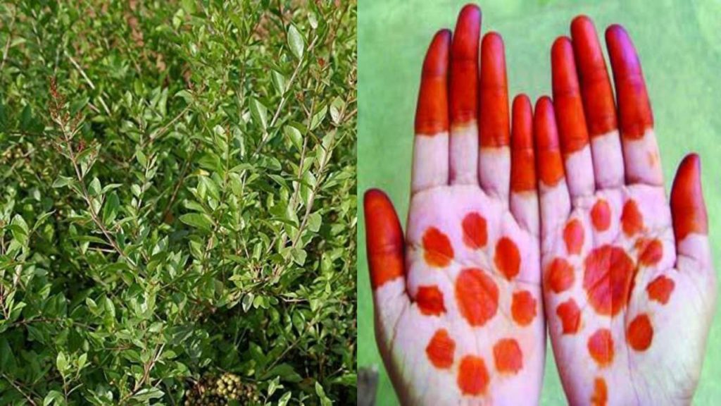 Mehendi leaves