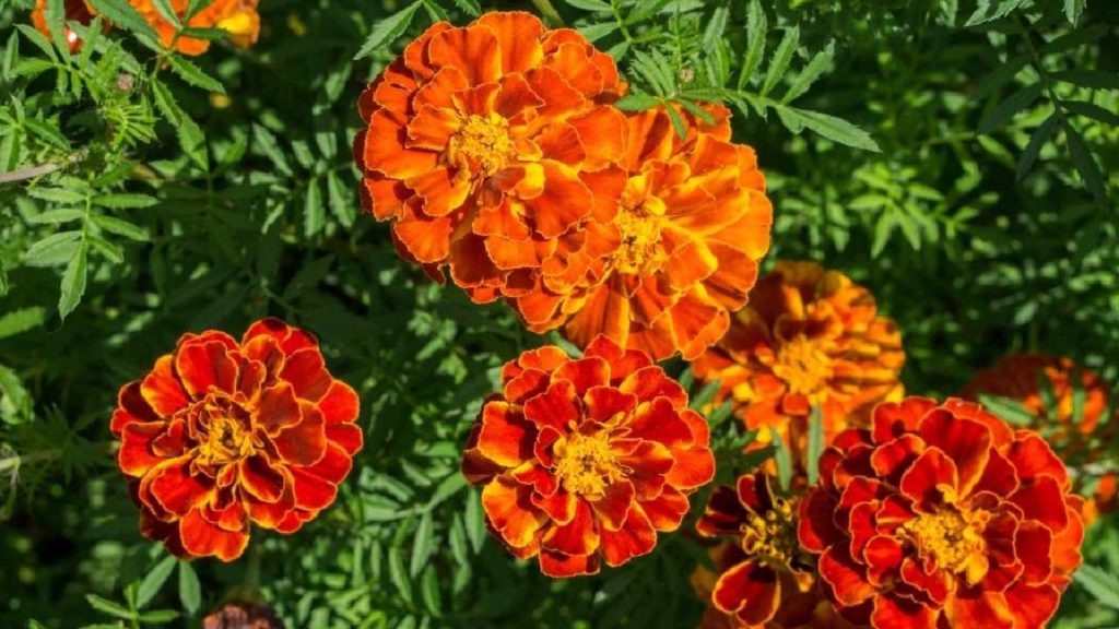 Marigold Flower
