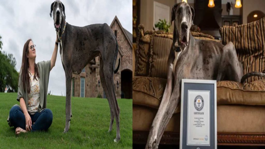 Worlds tallest dog dies