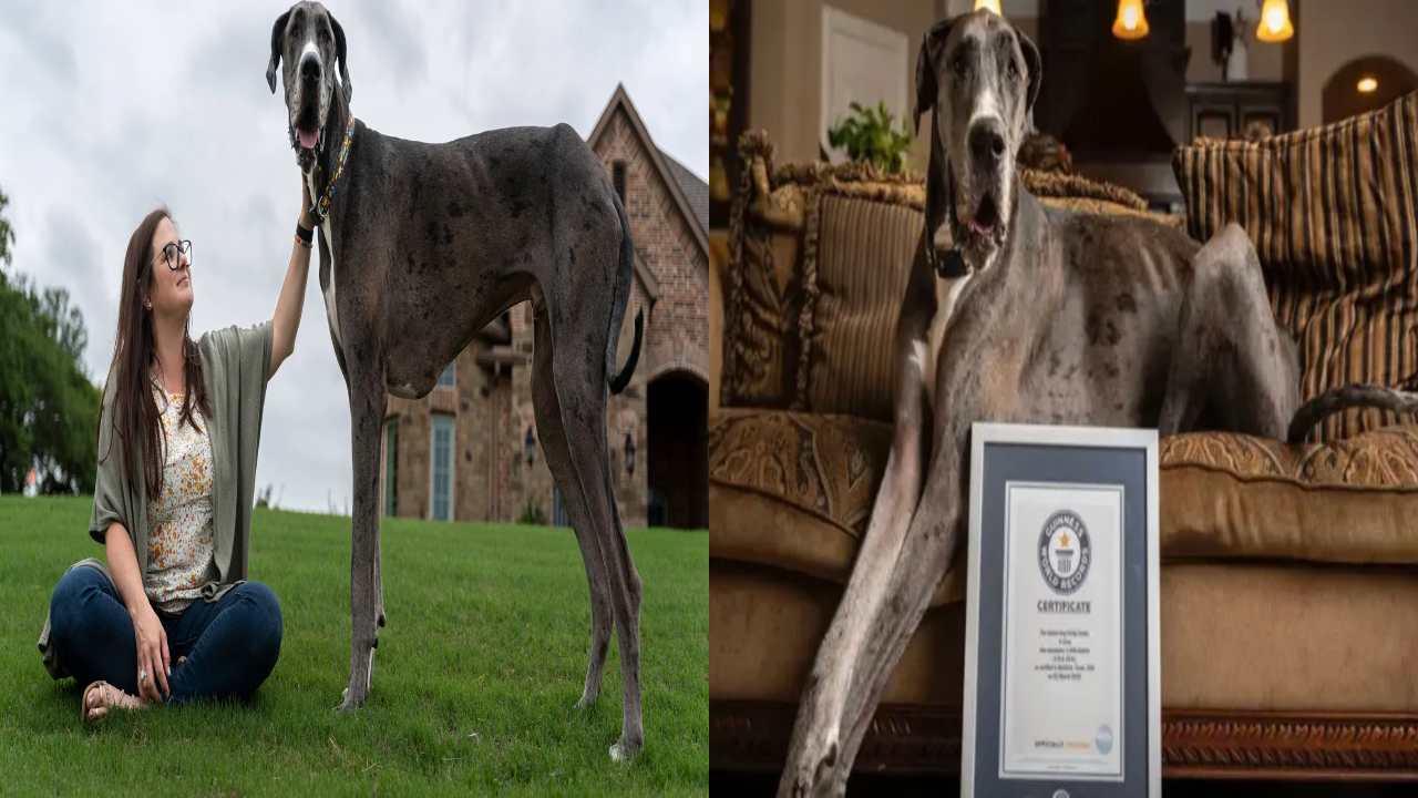 Worlds tallest dog dies : ప్రపంచంలోనే అత్యంత పొడవైన డాగ్ జుయస్ క్యాన్సర్తో మృతి Worlds tallest dog dies : ప్రపంచంలోనే అత్యంత పొడవైన డాగ్ జుయస్ క్యాన్సర్తో మృతి