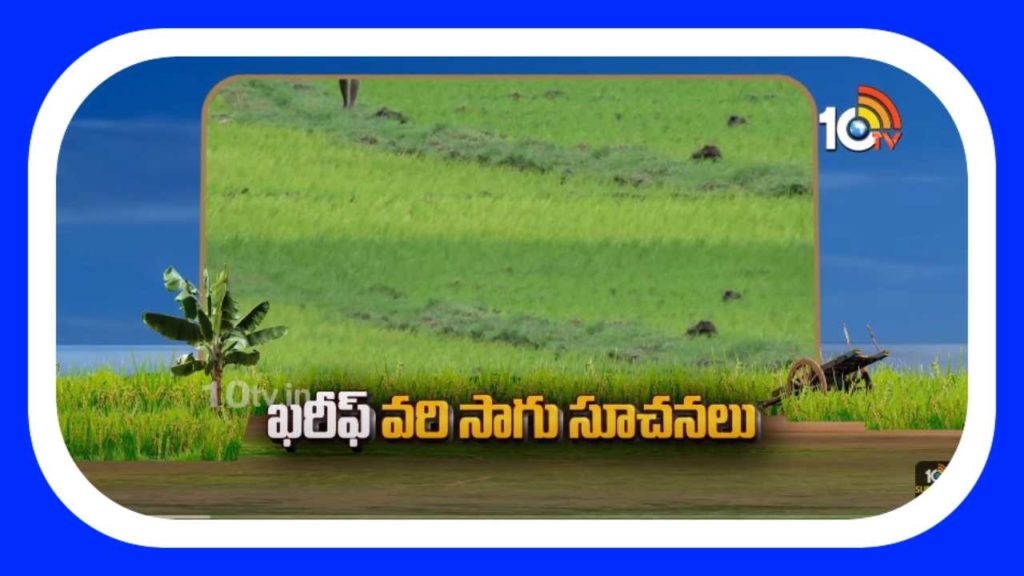 Paddy Cultivation
