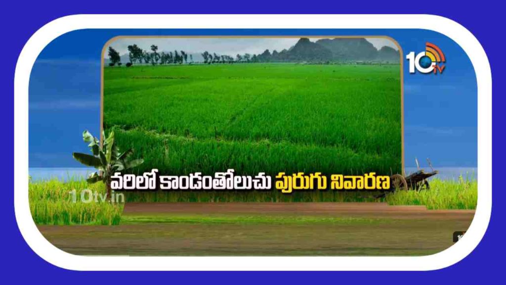 Paddy Cultivation