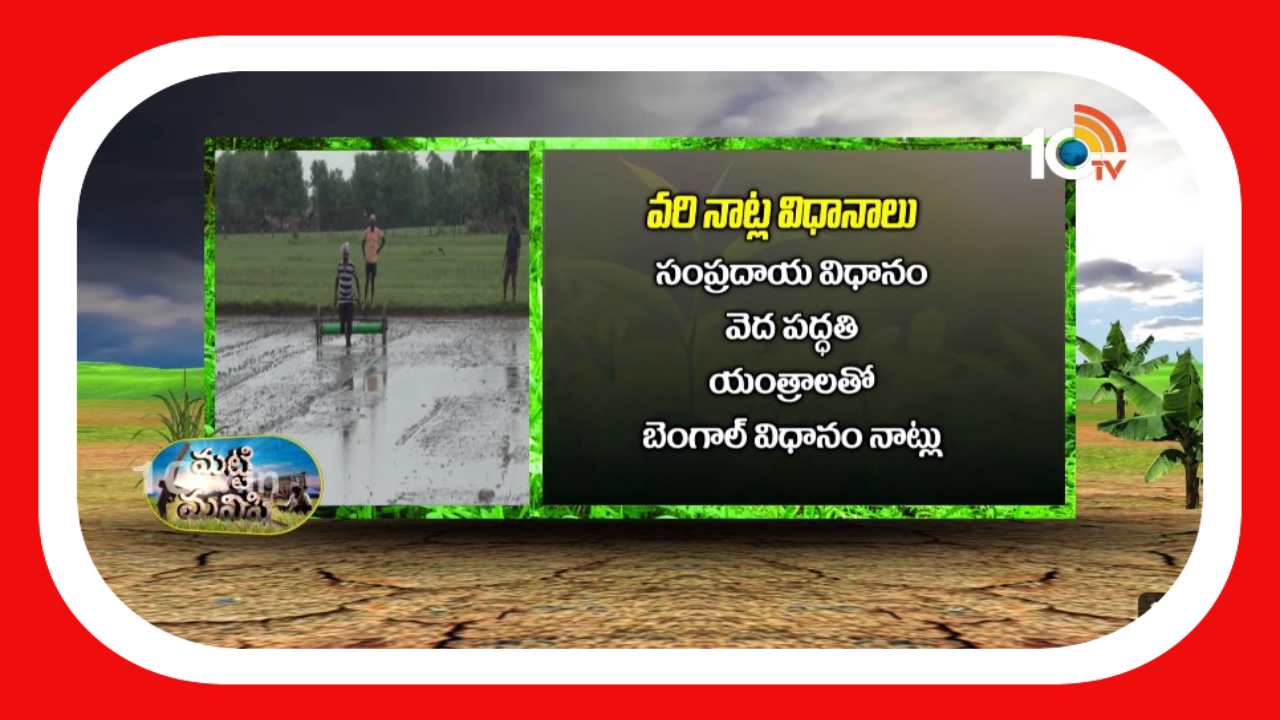Paddy Cultivation : ఖరీఫ్ వరినాట్లలో మెళకువలు Paddy Cultivation : ఖరీఫ్ వరినాట్లలో మెళకువలు