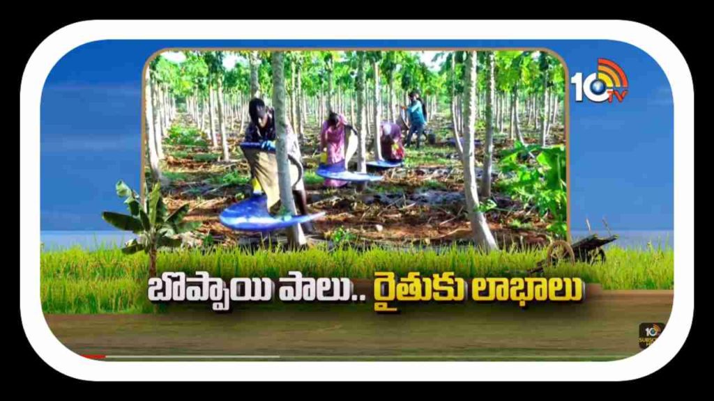 Papaya Cultivation