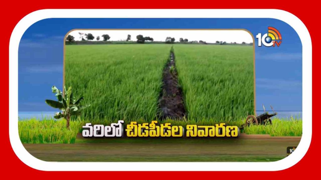 Pest Control In Paddy