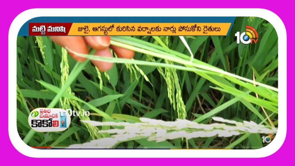 Pests In Paddy Crop