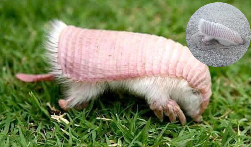 Pink Fairy Armadillo