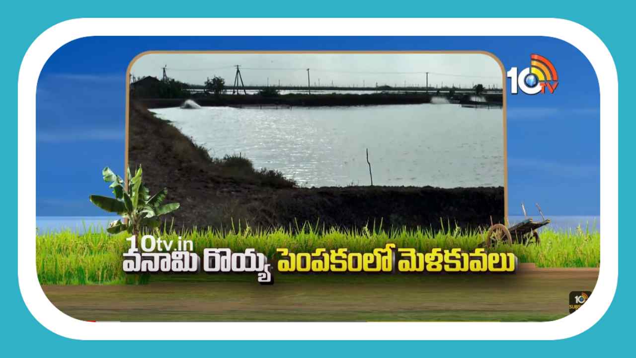 Vanami Prawn Cultivation : వనామి రొయ్య రైతులు.. సాగులో పాటించాల్సిన మెళకువలు Vanami Prawn Cultivation : వనామి రొయ్య రైతులు.. సాగులో పాటించాల్సిన మెళకువలు