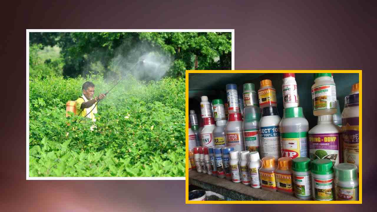 Pesticide Residues : పంట ఉత్పత్తుల్లో క్రిమిసంహారక అవశేషాలు తగ్గించటానికి మెళుకువలు ! Pesticide Residues : పంట ఉత్పత్తుల్లో క్రిమిసంహారక అవశేషాలు తగ్గించటానికి మెళుకువలు !