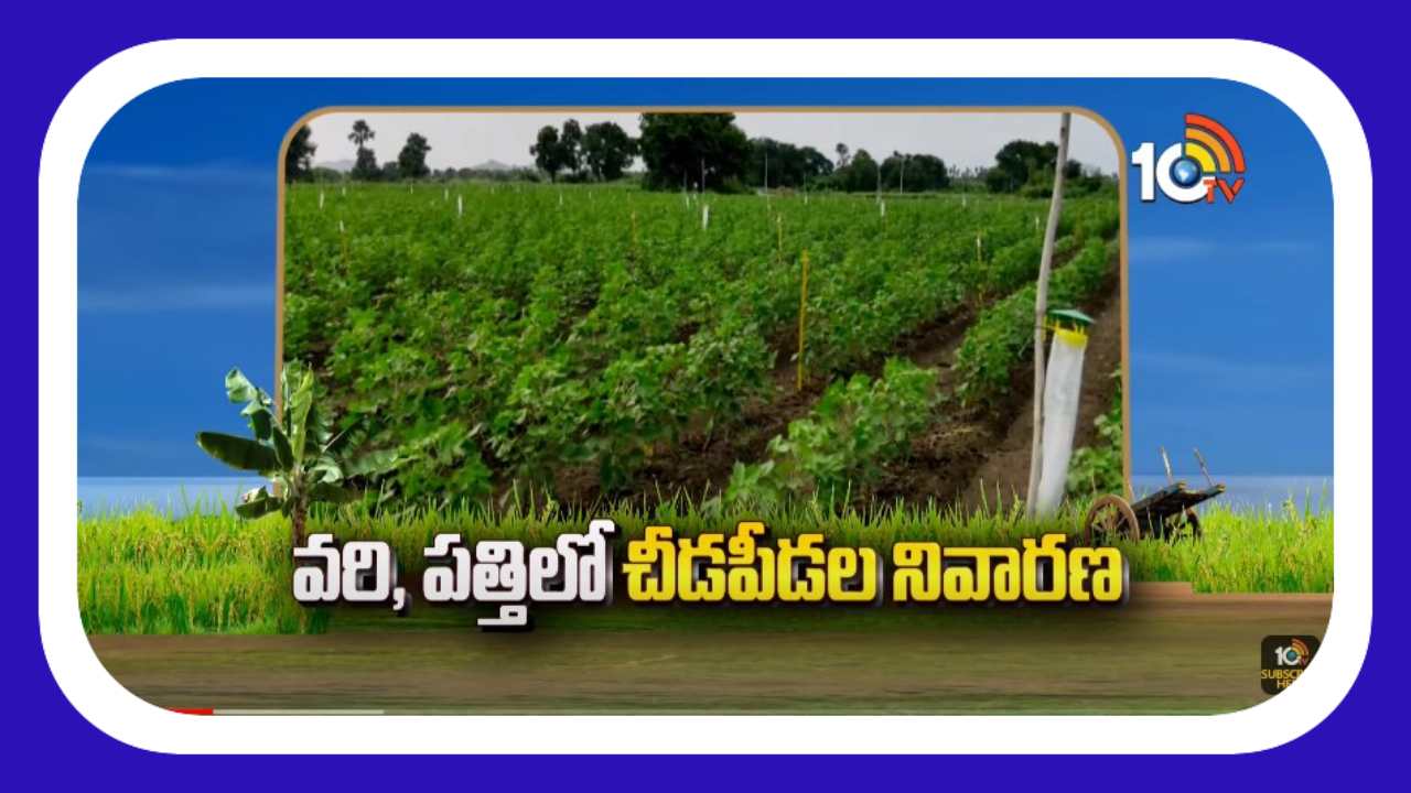 Prevention of Pests : వరి, పత్తిలో చీడపీడల నివారణ Prevention of Pests : వరి, పత్తిలో చీడపీడల నివారణ