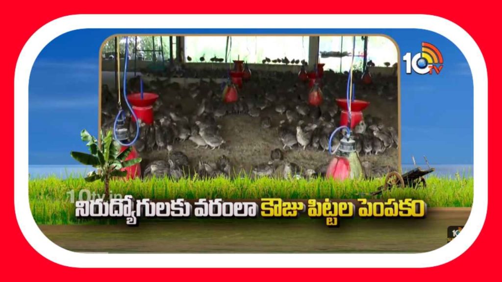 Quail farming