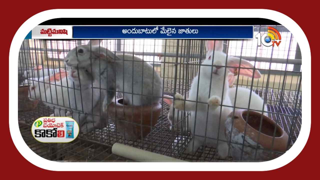 Rabbit Farming : తక్కువ పెట్టుబడి… అధిక దిగుబడి.. ఉపాధిగా మారుతున్న కుందేళ్ల పెంపకం Rabbit Farming : తక్కువ పెట్టుబడి… అధిక దిగుబడి.. ఉపాధిగా మారుతున్న కుందేళ్ల పెంపకం