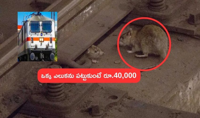 Railway Rats catch costs