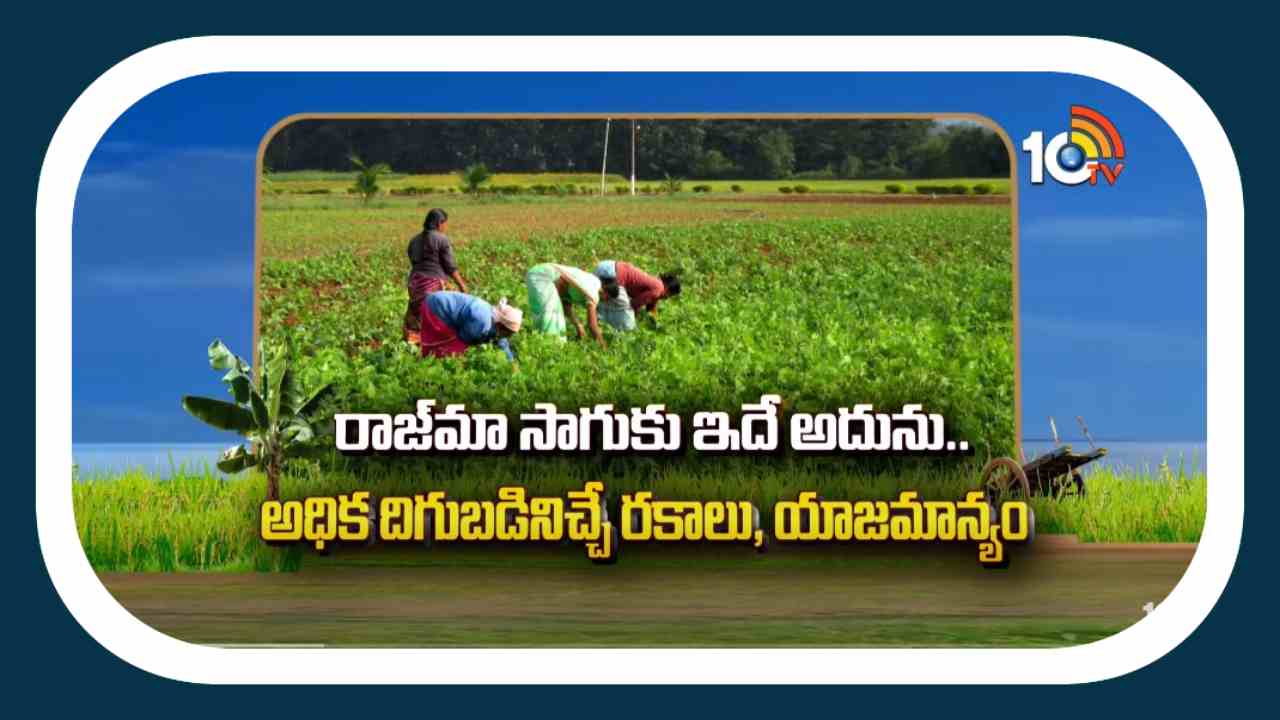 Raj Ma Cultivation : రాజ్ మా లో దిగుబడులకు కోసం సాగులో పాటించాల్సిన యాజమాన్యం Raj Ma Cultivation : రాజ్ మా లో దిగుబడులకు కోసం సాగులో పాటించాల్సిన యాజమాన్యం