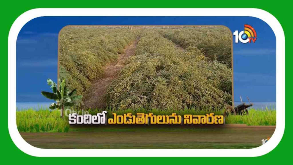 Redgram Cultivation