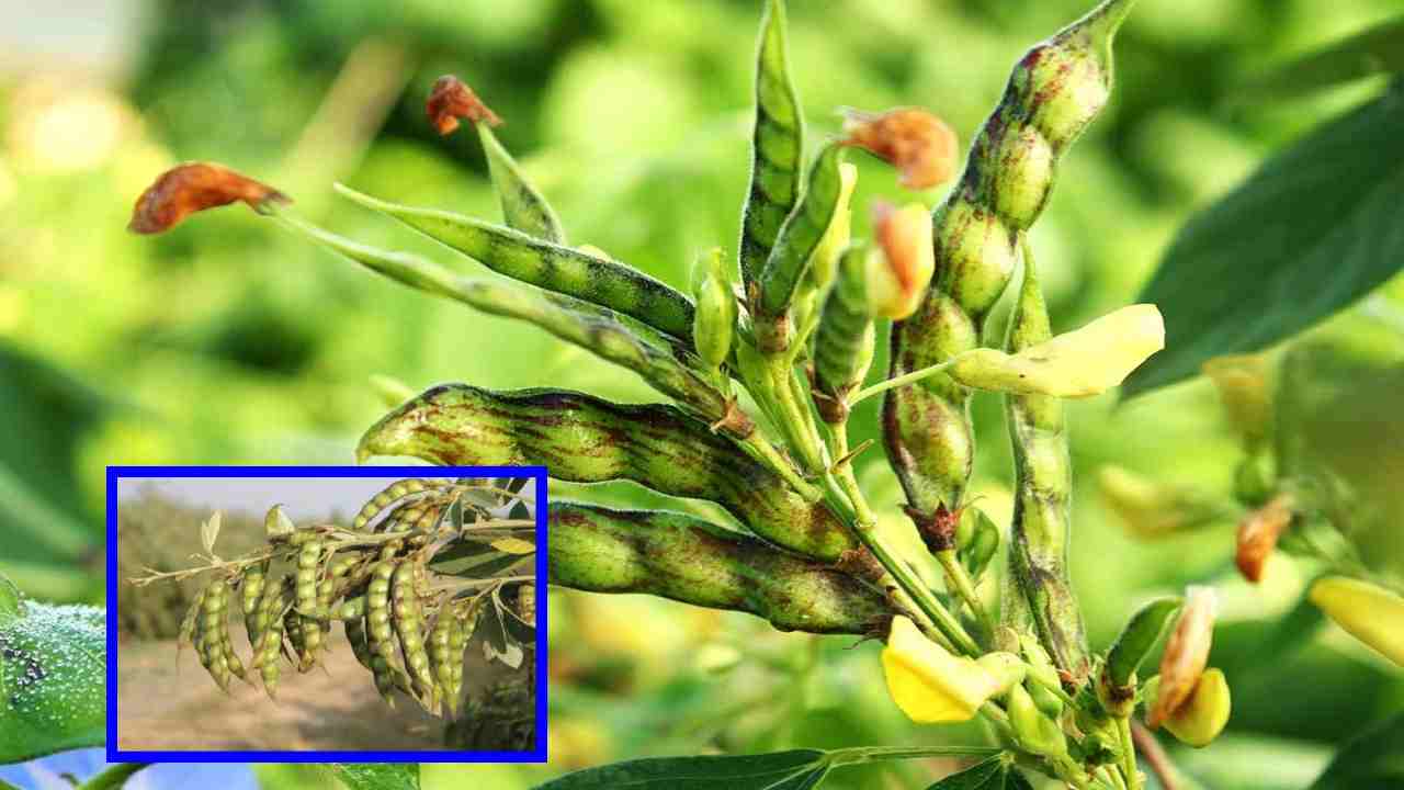 Redgram : కందిపంటలో రైతులు చేపట్టాల్సిన సమగ్ర సస్యరక్షణ చర్యలు Redgram : కందిపంటలో రైతులు చేపట్టాల్సిన సమగ్ర సస్యరక్షణ చర్యలు