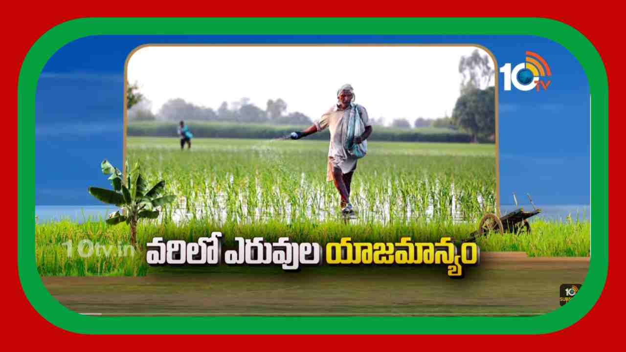Rice Cultivation : వరిలో ఎరువుల యాజమాన్యం Rice Cultivation : వరిలో ఎరువుల యాజమాన్యం